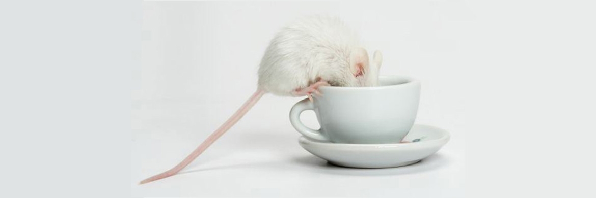 White mouse is sitting on the edge of the cup